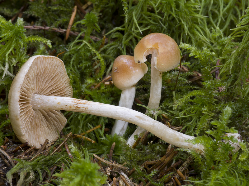 Cortinarius pluvius